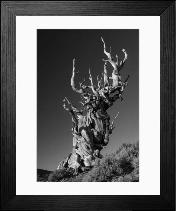 Framed Print : USA, Inyo County, Eastern Sierra, California, The Ancient Bristlecone Pine Forest