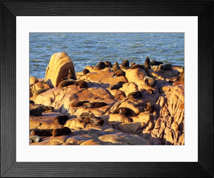Framed Print : Uruguay, Rocha Department, Cabo Polonio, Colony of the Sea Lions on the rocky coast Framed Print : Uruguay, Rocha Department, Cabo Polonio, Colony of the Sea Lions on the rocky coast