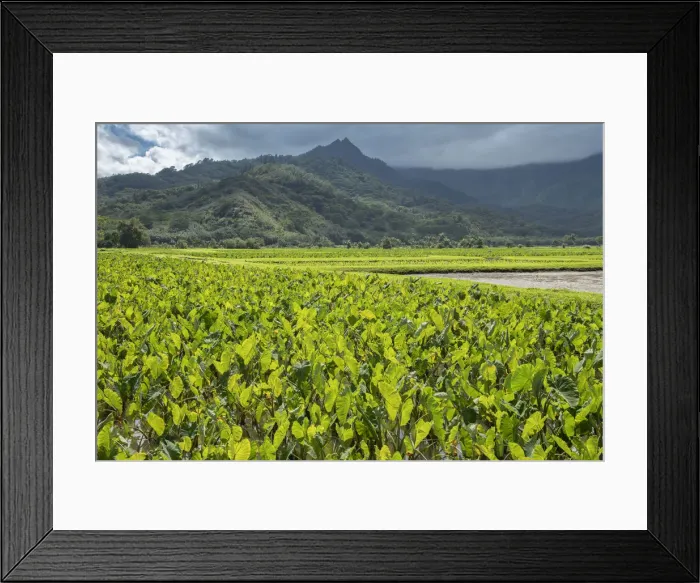 Framed Print : USA, Hawaii, Kauai, North Shore, Hanalei, Taro, field