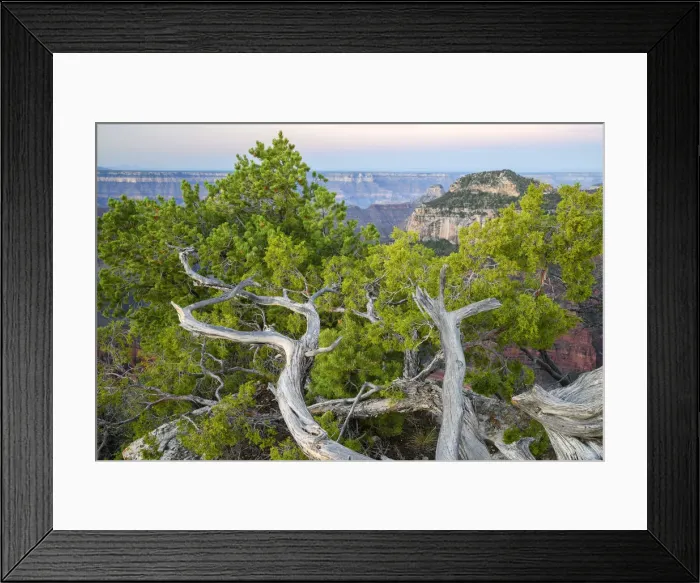 Framed Print : North America, USA, Arizona, Grand Canyon National Park, North rim Framed Print : North America, USA, Arizona, Grand Canyon National Park, North rim