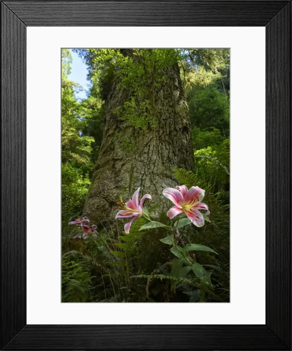 Framed Print : North America, Pacific Northwest, Oregon, Oregon Coast, Yachats, Siuslaw National Forest
