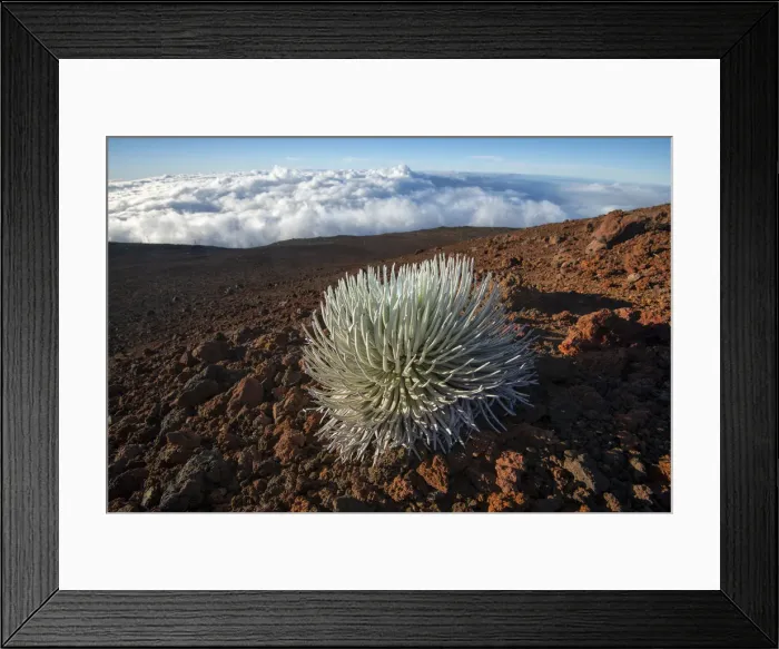 Framed Print : USA, Hawaii, Maui, Haleakala National Park, Silversword, Argyroxiphium sandwicense subsp Framed Print : USA, Hawaii, Maui, Haleakala National Park, Silversword, Argyroxiphium sandwicense subsp