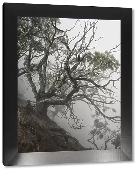 USA, Hawaii, Kauai, Waimea Canyon, tree at the edge of the canyon in fog