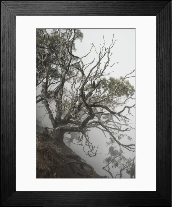 Framed Print : USA, Hawaii, Kauai, Waimea Canyon, tree at the edge of the canyon in fog