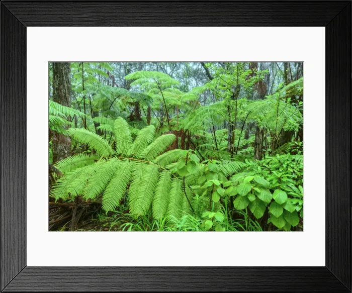 Framed Print : USA, Hawaii, Big Island, Volcanoes National Park, tropical forest Framed Print : USA, Hawaii, Big Island, Volcanoes National Park, tropical forest