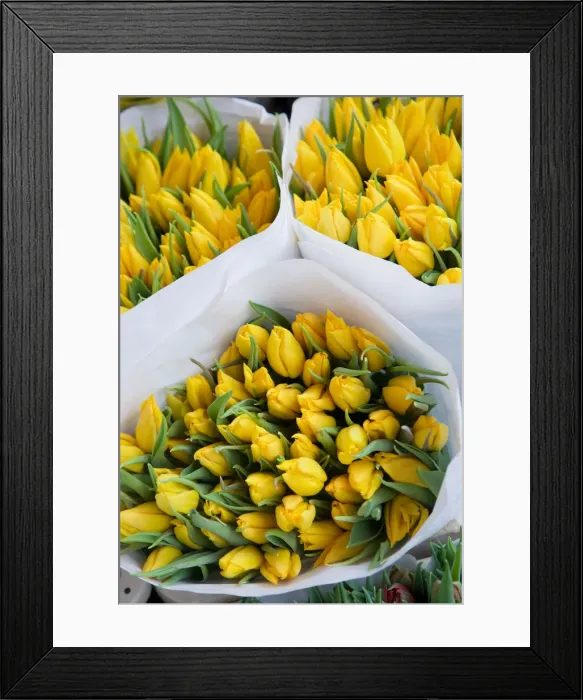 Framed Print : Tulips, Bloemenmark (Flower Market), Singel Canal, Amsterdam, Holland Framed Print : Tulips, Bloemenmark (Flower Market), Singel Canal, Amsterdam, Holland