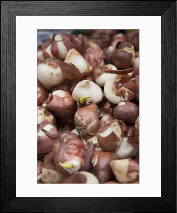 Framed Print : Tulip bulbs, Bloemenmark (Flower Market), Singel Canal, Amsterdam, Holland