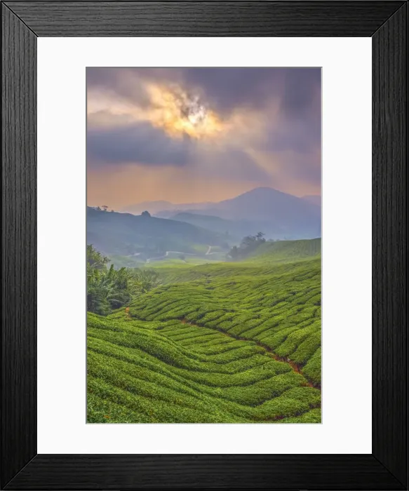 Framed Print : Malaysia, Pahang, Cameron Highlands, Brinchang, Tea Plantation Framed Print : Malaysia, Pahang, Cameron Highlands, Brinchang, Tea Plantation