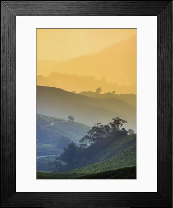 Framed Print : Malaysia, Pahang, Cameron Highlands, Brinchang, Tea Plantation Framed Print : Malaysia, Pahang, Cameron Highlands, Brinchang, Tea Plantation