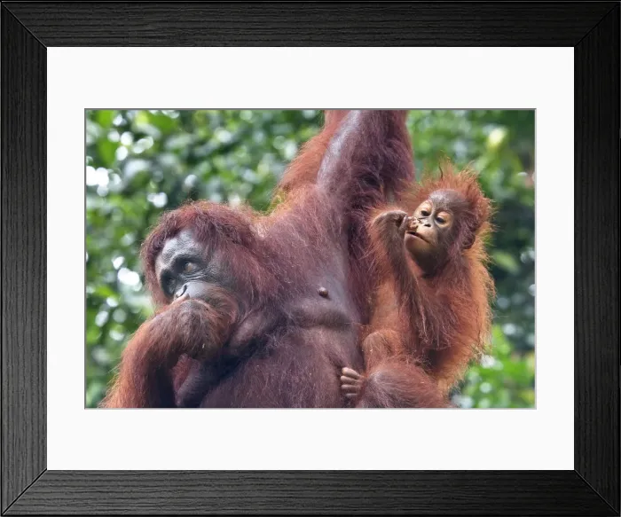 Framed Print : Bornean Orang-Utan (Pongo Pygmaeus), Semenggoh Wildlife Rehabilitation Centre, Sarawak Framed Print : Bornean Orang-Utan (Pongo Pygmaeus), Semenggoh Wildlife Rehabilitation Centre, Sarawak