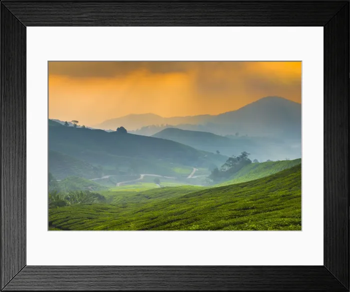 Framed Print : Malaysia, Pahang, Cameron Highlands, Brinchang, Tea Plantation Framed Print : Malaysia, Pahang, Cameron Highlands, Brinchang, Tea Plantation