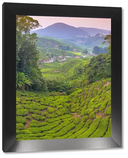 Malaysia, Pahang, Cameron Highlands, Brinchang, Tea Plantation