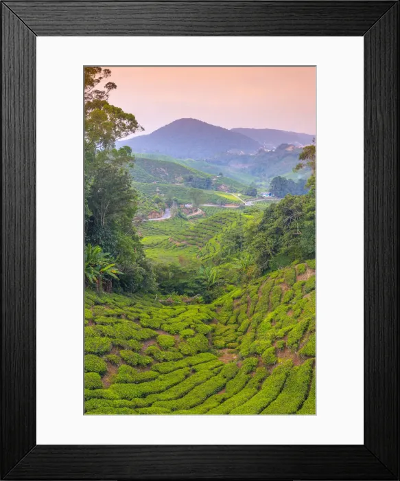 Framed Print : Malaysia, Pahang, Cameron Highlands, Brinchang, Tea Plantation