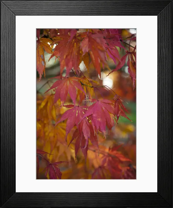 Framed Print : Japanese Acer tree in autumn Framed Print : Japanese Acer tree in autumn