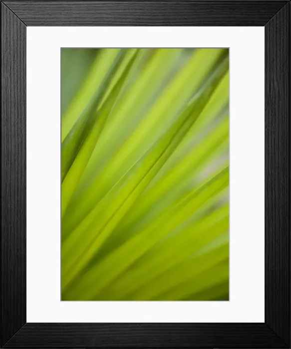 Framed Print : Fonds of a palm tree Framed Print : Fonds of a palm tree