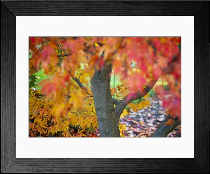 Framed Print : Japanese Acer tree in autumn Framed Print : Japanese Acer tree in autumn