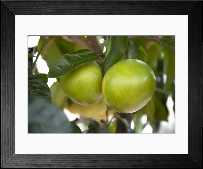 Framed Print : Grapefruit growing on a tree Framed Print : Grapefruit growing on a tree