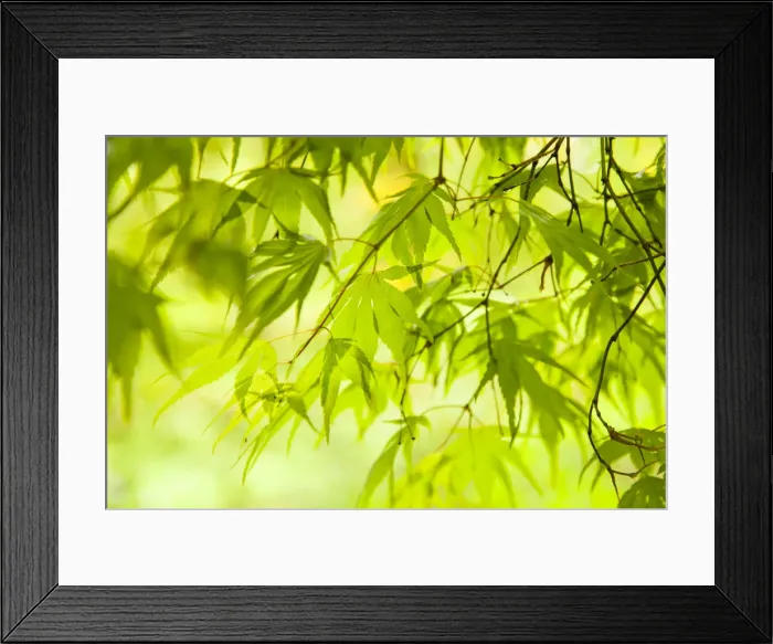 Framed Print : Japanese Maple (Acer) tree in Springtime, England, UK Framed Print : Japanese Maple (Acer) tree in Springtime, England, UK