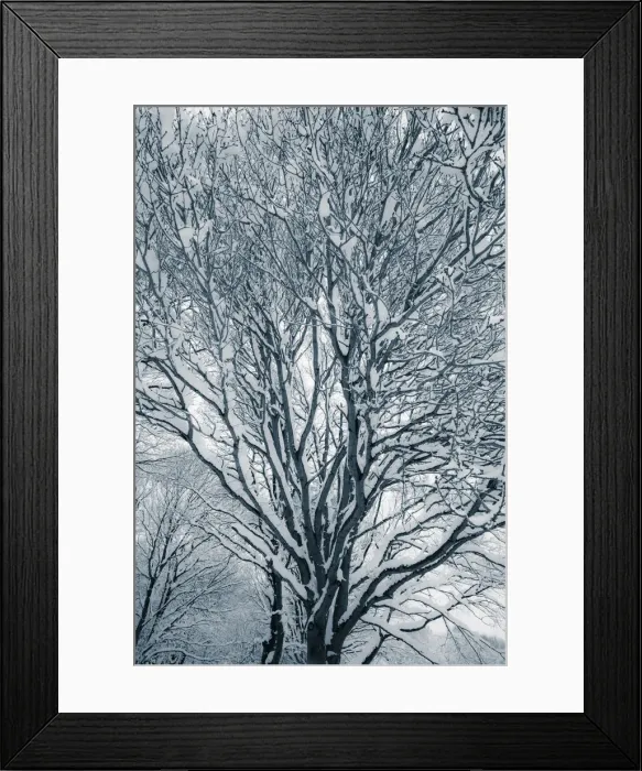 Framed Print : Woods in Snow, England Framed Print : Woods in Snow, England