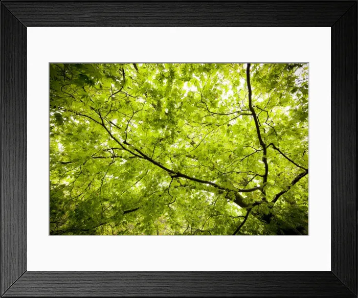 Framed Print : Japanese Maple (Acer) tree in Springtime, England, UK Framed Print : Japanese Maple (Acer) tree in Springtime, England, UK