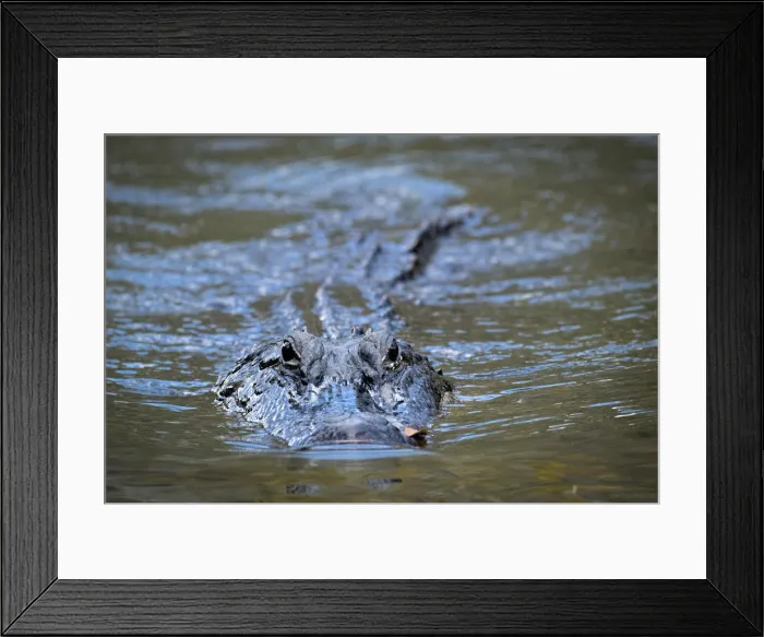 Framed Print : USA, Louisiana, Houmas, alligator in the wild Framed Print : USA, Louisiana, Houmas, alligator in the wild