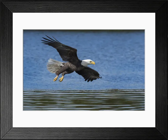 Framed Print : USA, Louisiana, Houmas, Bald eagle in flight Framed Print : USA, Louisiana, Houmas, Bald eagle in flight
