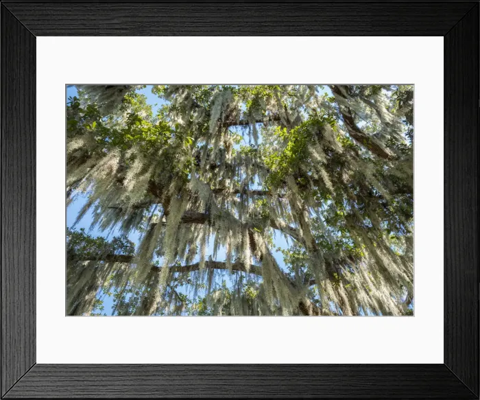 Framed Print : United States, Louisiana, St. Charles Parish Framed Print : United States, Louisiana, St. Charles Parish