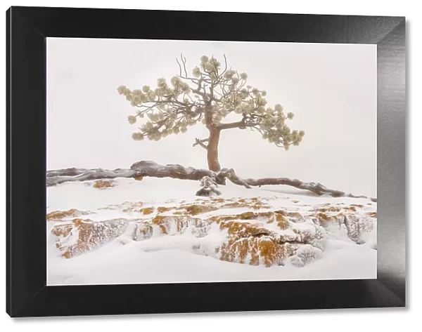 USA, Utah, Bryce Canyon National Park, Lone Tree in snow