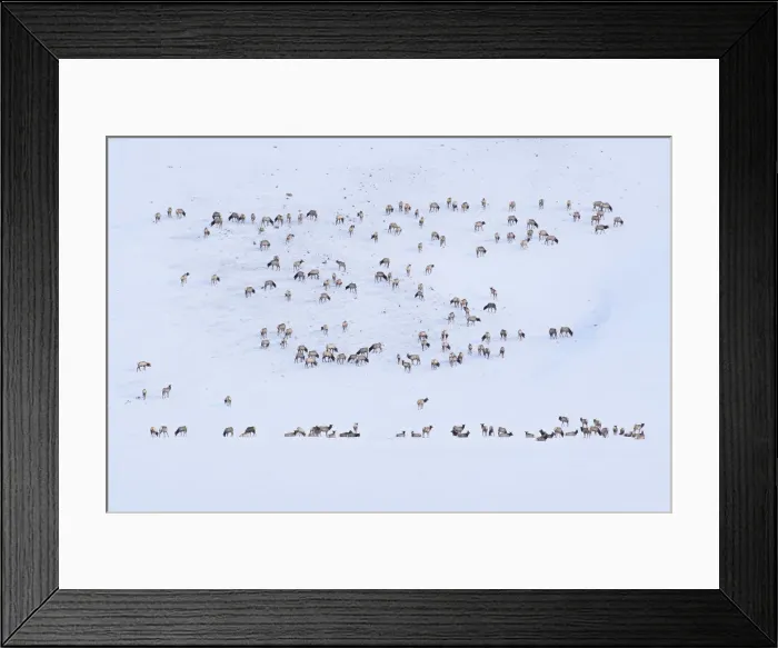 Framed Print : USA, Wyoming, Jackson, The National Elk Refuge Framed Print : USA, Wyoming, Jackson, The National Elk Refuge