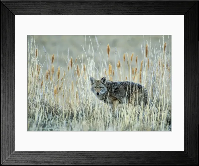Framed Print : USA, Utah, Antelope Island State Park, Coyote, Canis latrans Framed Print : USA, Utah, Antelope Island State Park, Coyote, Canis latrans