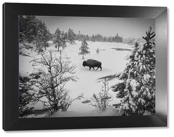 USA, Wyoming, Bison in Yellowstone National Park