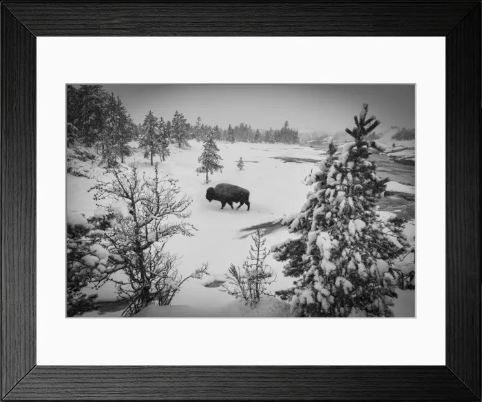 Framed Print : USA, Wyoming, Bison in Yellowstone National Park Framed Print : USA, Wyoming, Bison in Yellowstone National Park