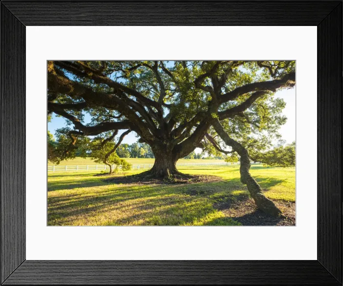 Framed Print : United States, Louisiana, Vacherie. Sunlight through the branches of a Southern Live