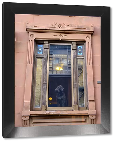 USA, New York, Brooklyn, Park Slope, Dog in window
