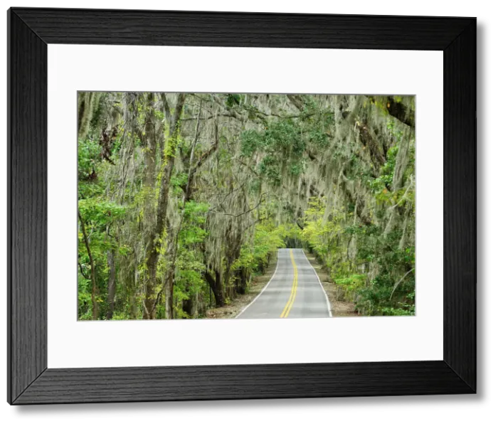 Framed Print : USA, Florida, Tallahassee, Panhandle, canopy road Framed Print : USA, Florida, Tallahassee, Panhandle, canopy road