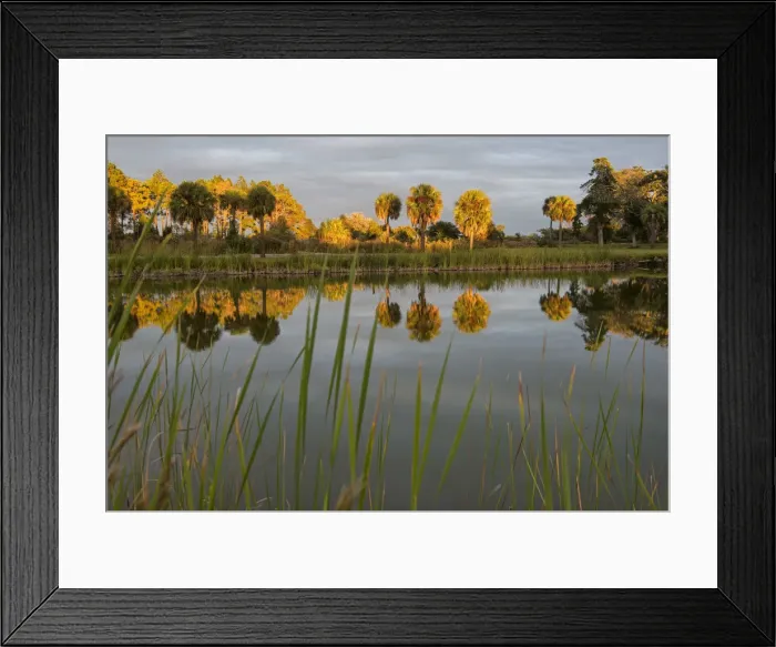 Framed Print : USA, Georgia, Cumberland Island, coastyal pond on island at sunset Framed Print : USA, Georgia, Cumberland Island, coastyal pond on island at sunset