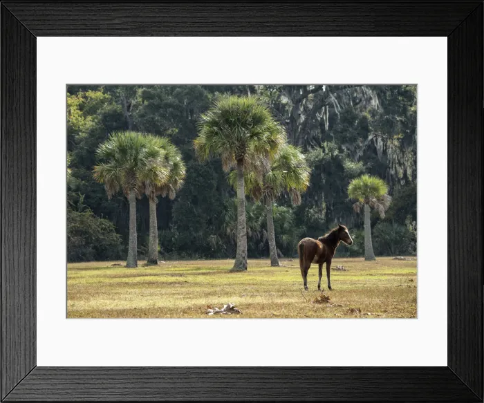 Framed Print : USA, Georgia, Cumberland Island, pony on meadow in the park Framed Print : USA, Georgia, Cumberland Island, pony on meadow in the park