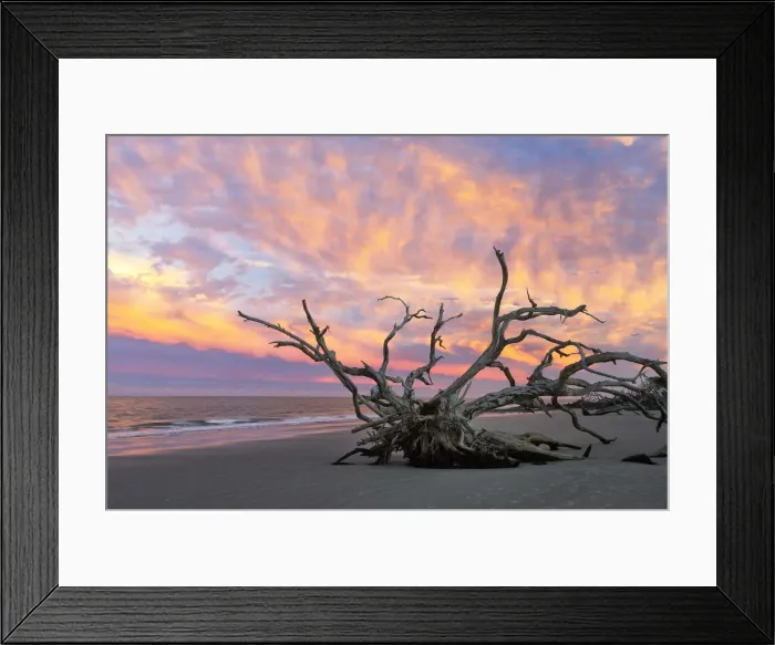 Framed Print : USA, Georgia, Jekyll Island, Driftwood beach Framed Print : USA, Georgia, Jekyll Island, Driftwood beach