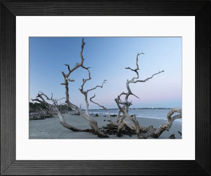Framed Print : USA, Georgia, Jekyll Island, Driftwood beach at dusk Framed Print : USA, Georgia, Jekyll Island, Driftwood beach at dusk