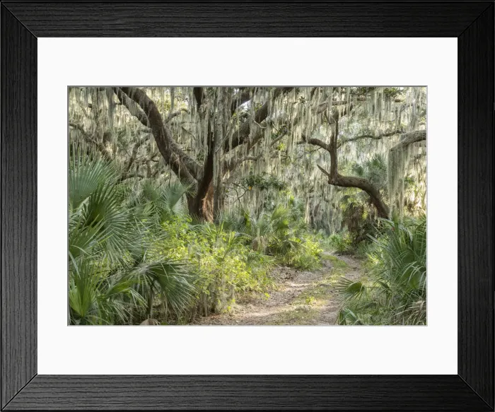 Framed Print : USA, Georgia, Cumberland Island, pristine southern forest Framed Print : USA, Georgia, Cumberland Island, pristine southern forest