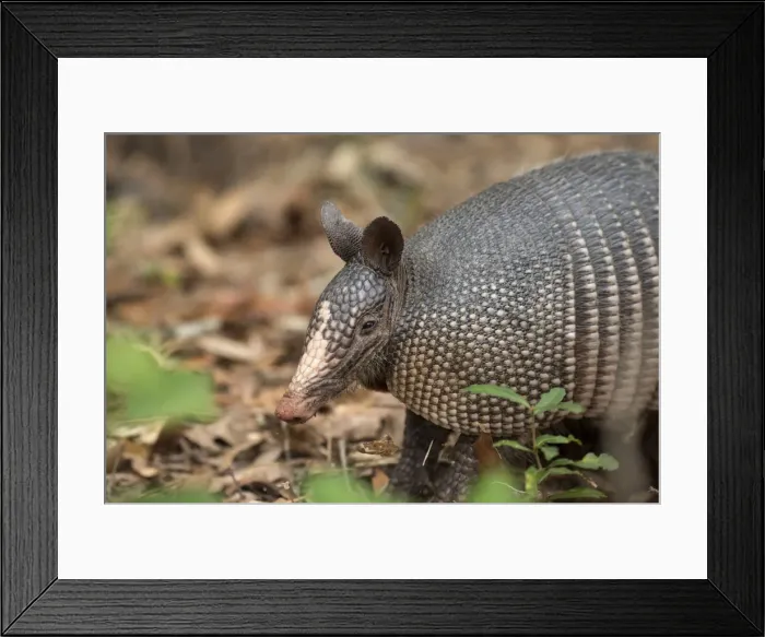 Framed Print : USA, Georgia, Cumberland Island, Nine-banded armadillo, Dasypus novemcinctus Framed Print : USA, Georgia, Cumberland Island, Nine-banded armadillo, Dasypus novemcinctus