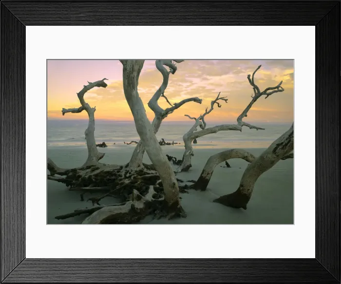 Framed Print : USA, Georgia, Jekyll Island, Driftwood beach at sunset Framed Print : USA, Georgia, Jekyll Island, Driftwood beach at sunset