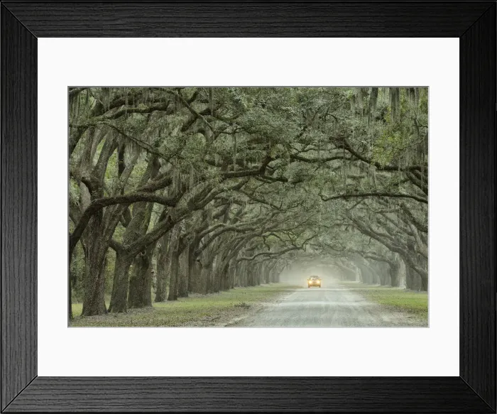 Framed Print : USA, Georgia, Savannah, Wormstoe State Historic site, oak alley Framed Print : USA, Georgia, Savannah, Wormstoe State Historic site, oak alley