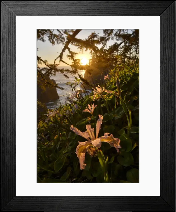 Framed Print : Samuel S. Boardman State Park, Oregon, USA Framed Print : Samuel S. Boardman State Park, Oregon, USA