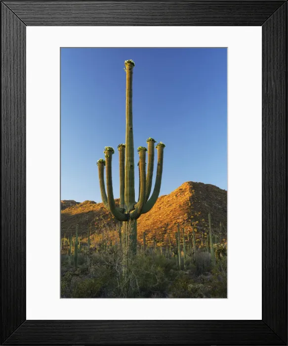 Framed Print : Saguaro National Park, Arizona, USA Framed Print : Saguaro National Park, Arizona, USA