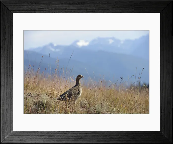 Framed Print : Sooty grouse, Dendragapus fuliginosus, Hurricane Ride, Olympic National Park, Clallam Framed Print : Sooty grouse, Dendragapus fuliginosus, Hurricane Ride, Olympic National Park, Clallam