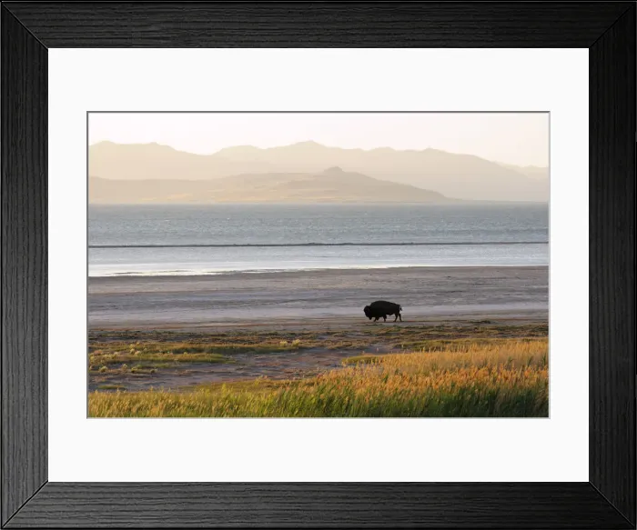 Framed Print : Bison on beach, Great Salt Lake, Antelope Island State Park, Salt Lake City, Utah, USA Framed Print : Bison on beach, Great Salt Lake, Antelope Island State Park, Salt Lake City, Utah, USA