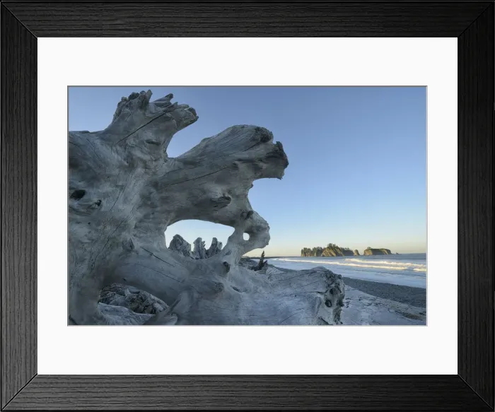 Framed Print : Deiftwood at Rialto Beach, Olympic National Park, Clallam County, Washington, USA Framed Print : Deiftwood at Rialto Beach, Olympic National Park, Clallam County, Washington, USA