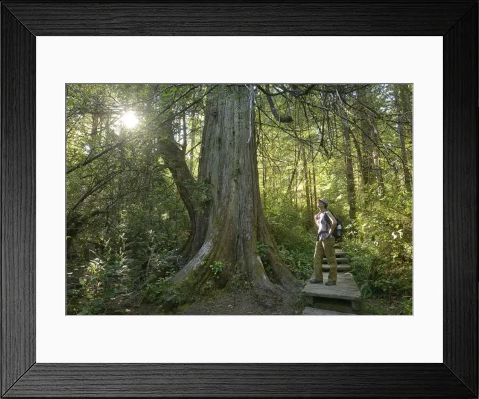 Framed Print : Woman hiker standing in Forest at Cape Alava, Olympic National Park, Clallam County Framed Print : Woman hiker standing in Forest at Cape Alava, Olympic National Park, Clallam County