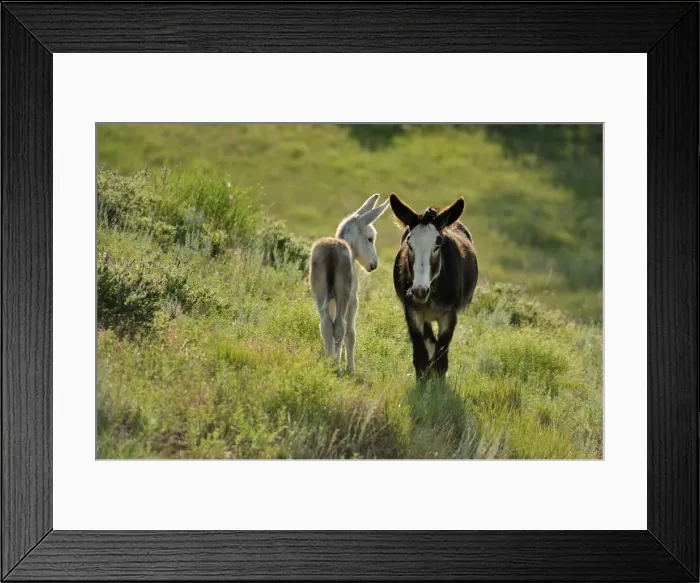 Framed Print : Wild Burro, Custer State Park, Custer County, Black Hills, Western South Dakota, USA Framed Print : Wild Burro, Custer State Park, Custer County, Black Hills, Western South Dakota, USA